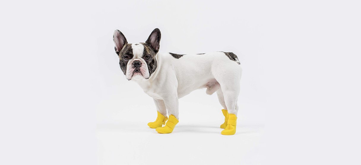 dog footwear, socks, boots, for small dogs and teacup puppies