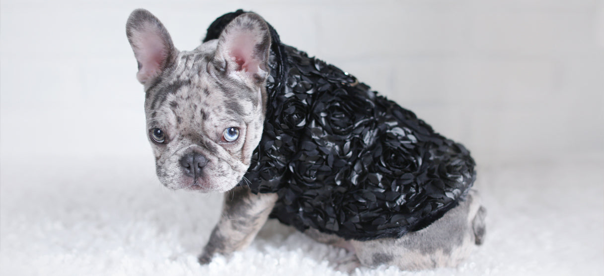designer dog sweaters for teacup puppies and small dogs
