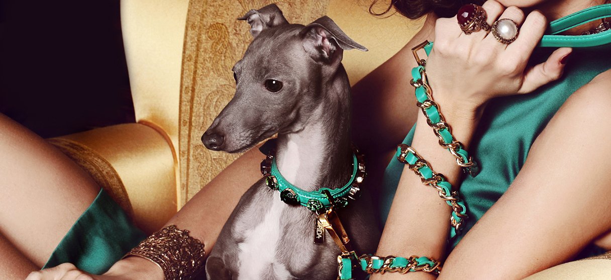 Luxury dog collars for teacup puppies and small dogs