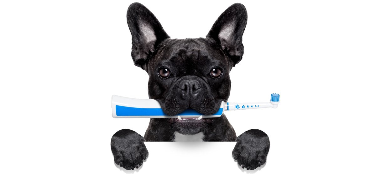 pet toothbrush for small dogs and teacup puppies