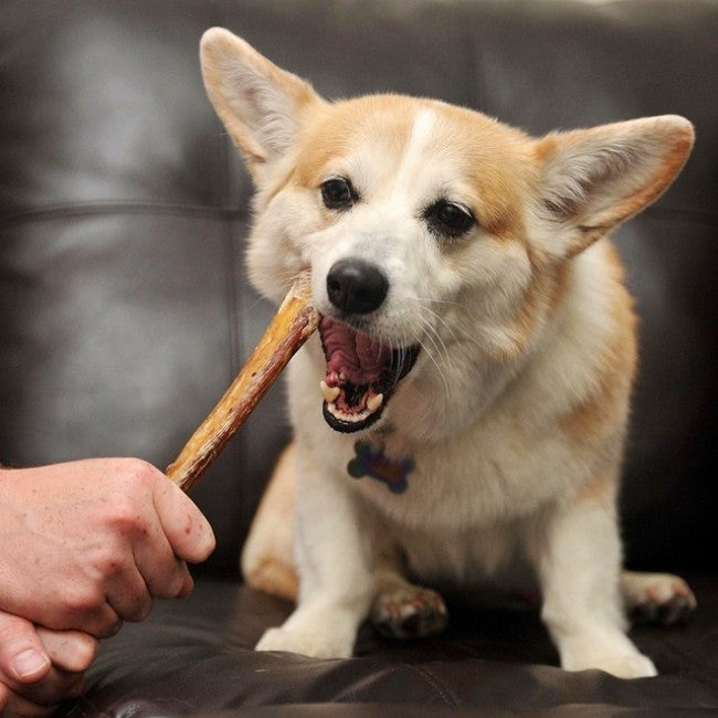 Pet Boutique - Dog Treats - Dog Chews - Bully Stick by Redbarn