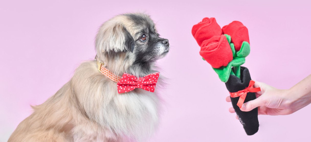 valentine's day dog accessories and toys for small dogs and teacup puppies