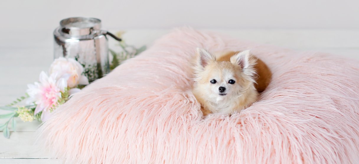 Luxury pink dog bed for teacup puppies and small dogs