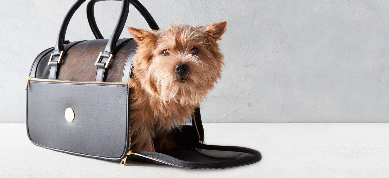 designer dog bag