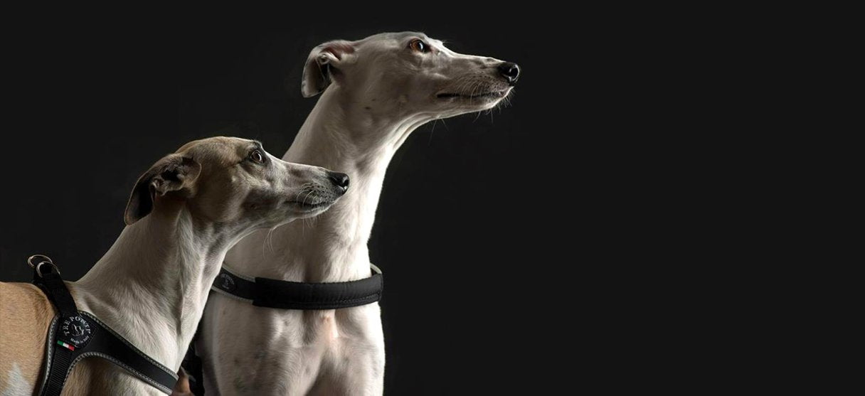 luxury dog harnesses