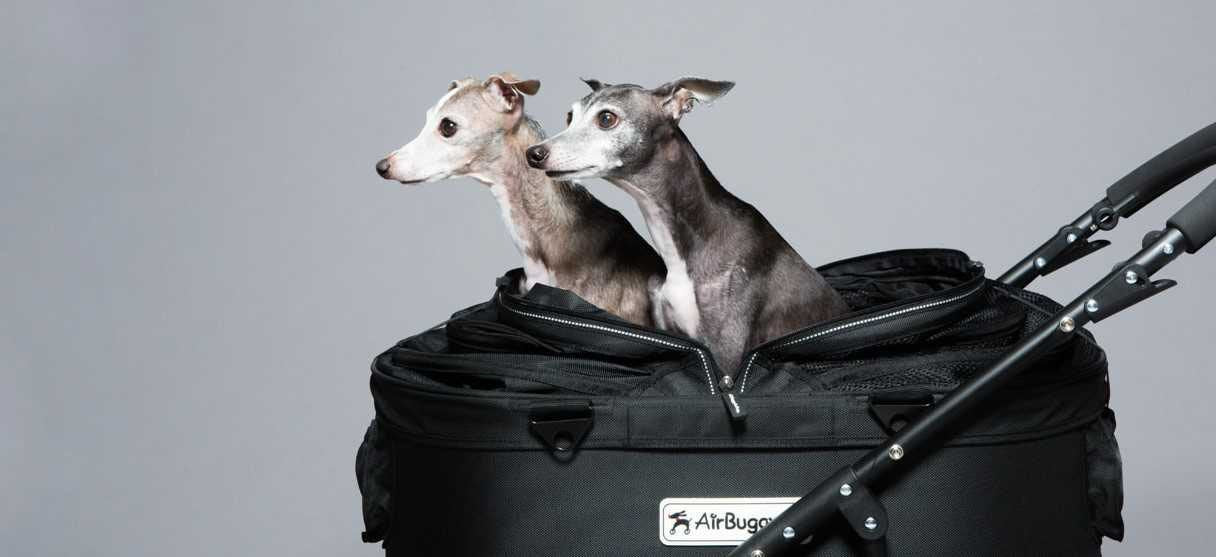 black designer dog stroller carrying two small dogs