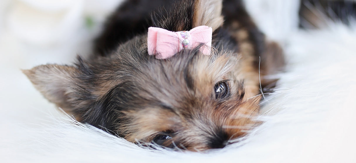 Dog Hair Bows and Small Dog Accessories