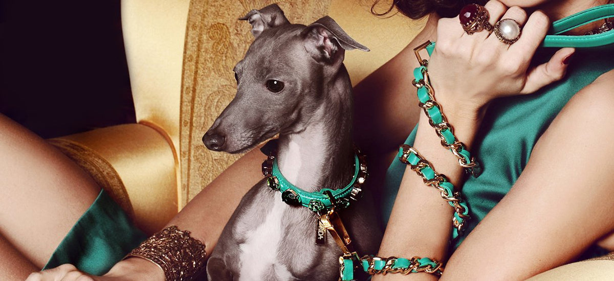 Luxury Leather Dog Collar for Italian Greyhound Sighthound 