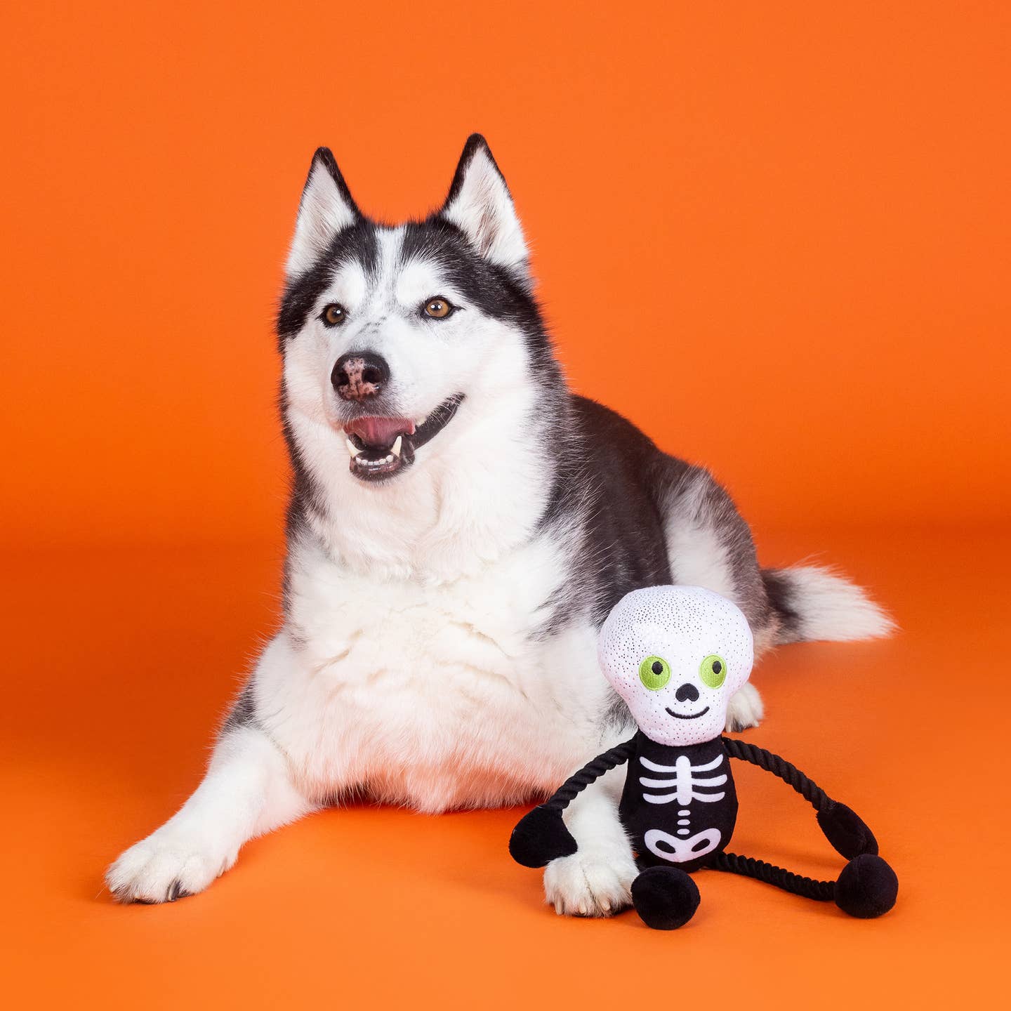 Got A Bone To Pick Dog Toy