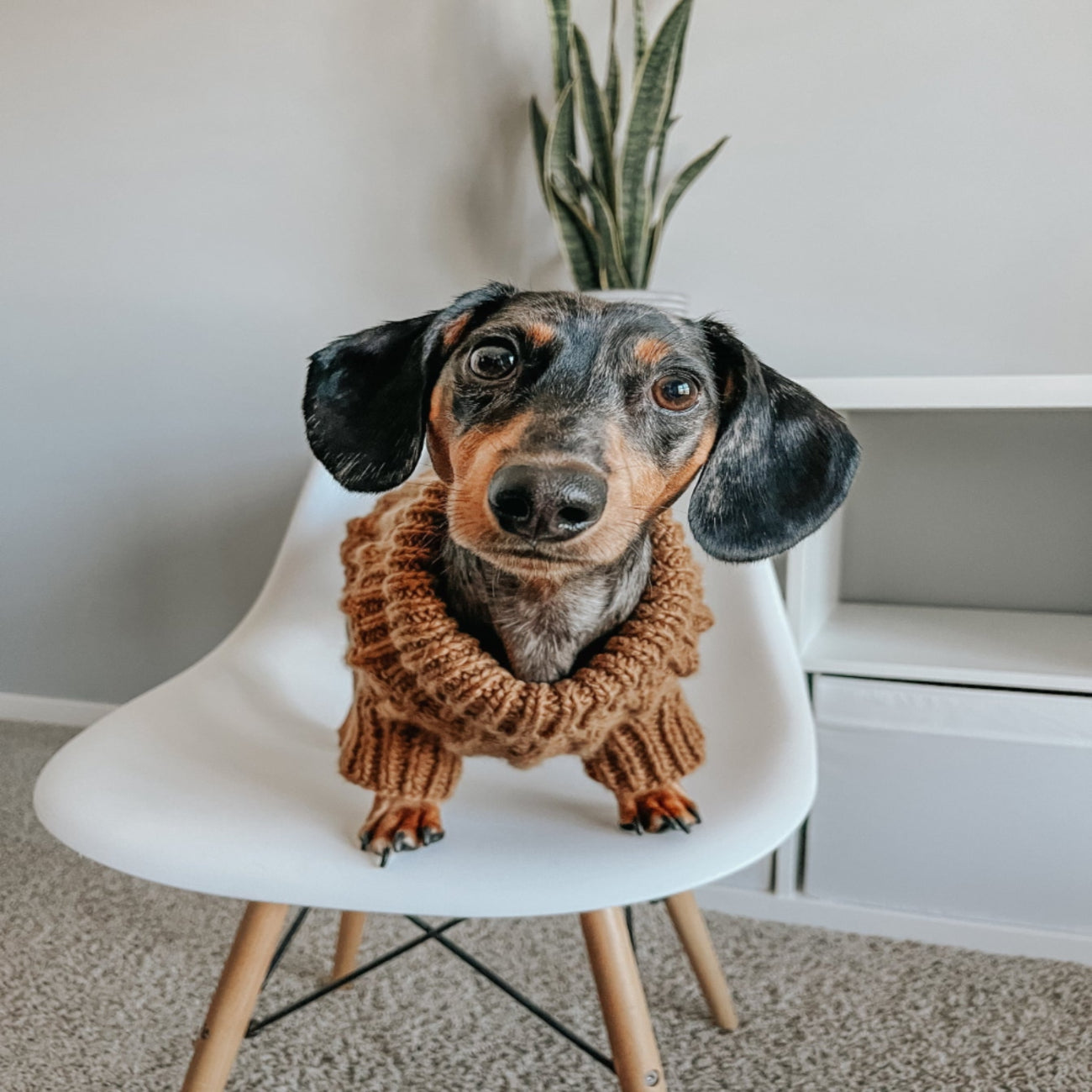 Cable Knit Dog Sweater