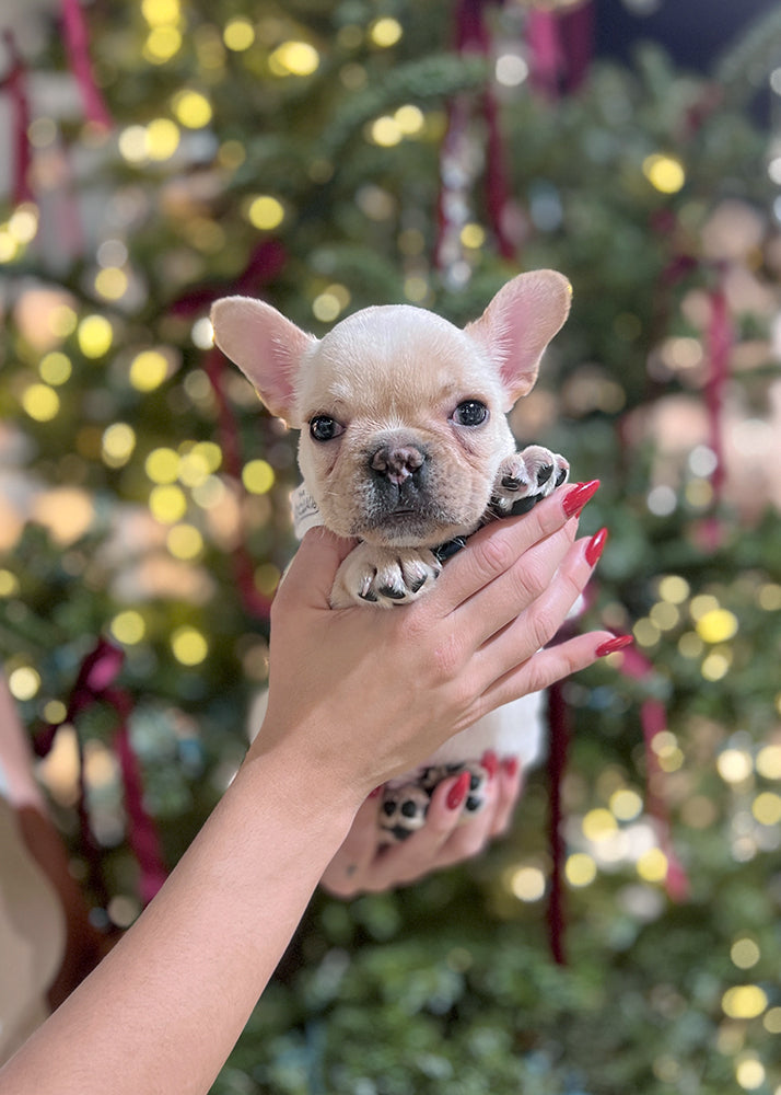 French Bulldog #349 DEPOSIT ONLY – TeaCups, Puppies Boutique