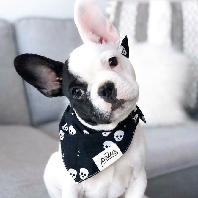 One Eyed Honey Dog Bandana