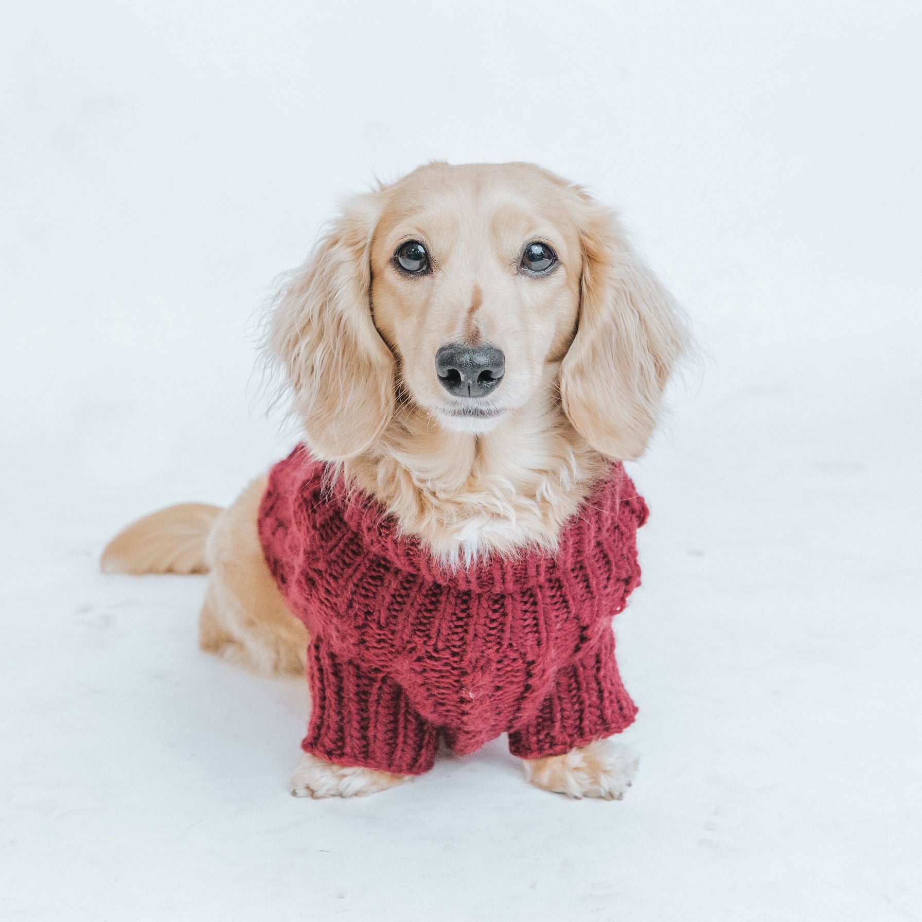 Cable Knit Dog Sweater