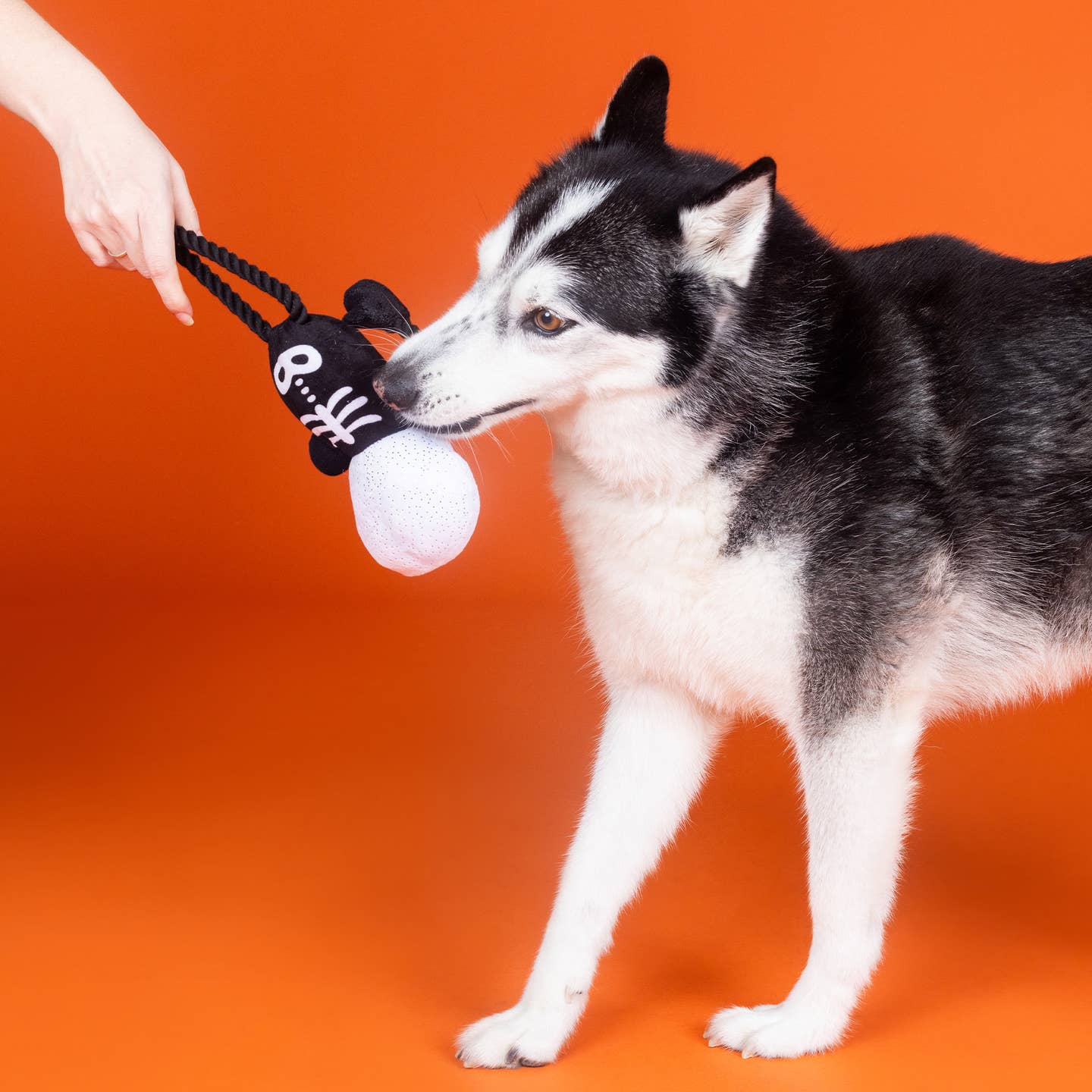 Got A Bone To Pick Dog Toy