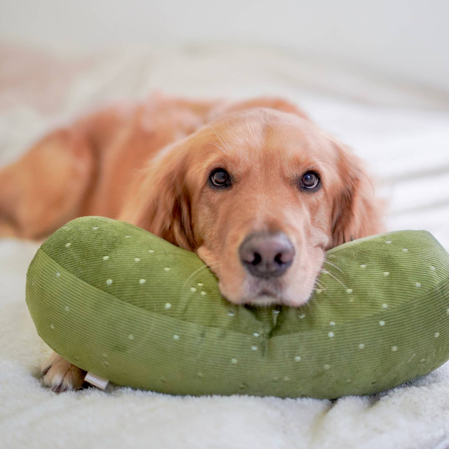 Giant Pickle Dog Toy