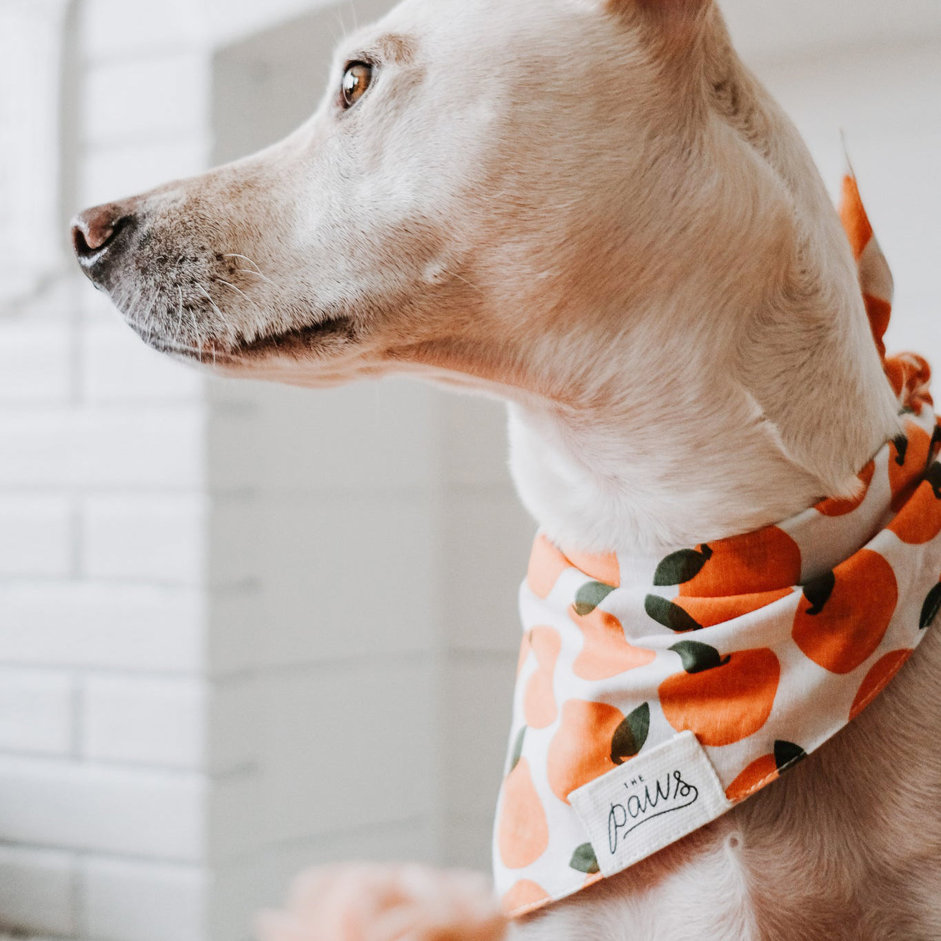 Fresh Pick Dog Bandana