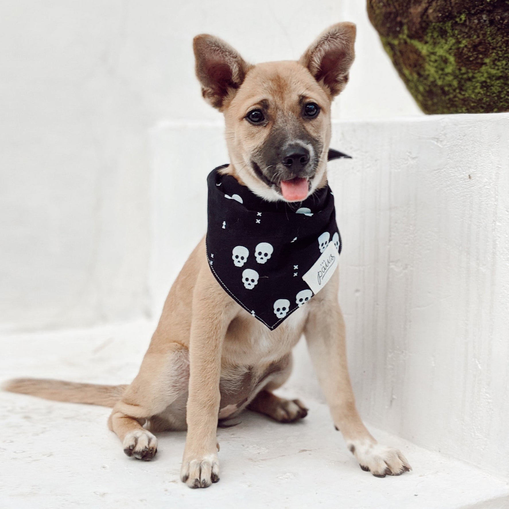 One Eyed Honey Dog Bandana