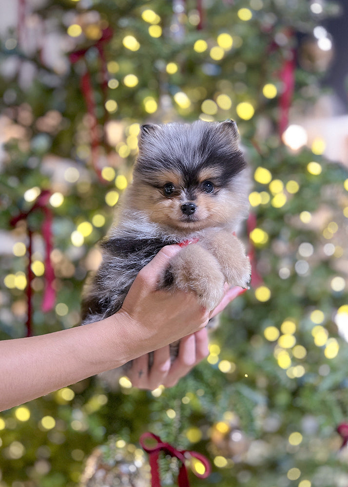 Pomeranian #343 - DEPOSIT ONLY