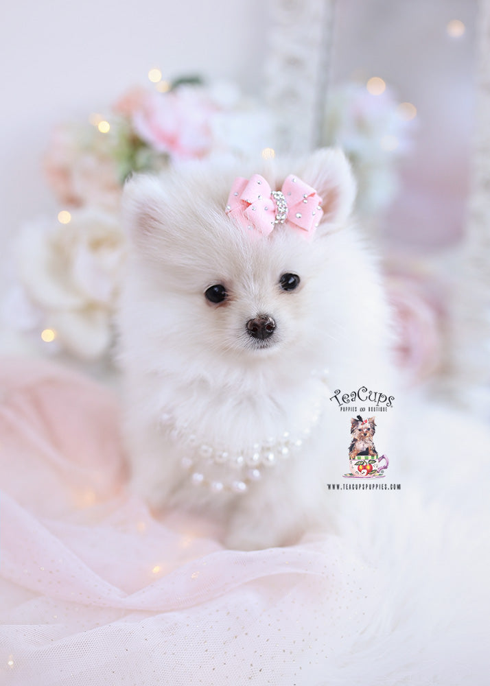 Pomeranian #331 - DEPOSIT ONLY