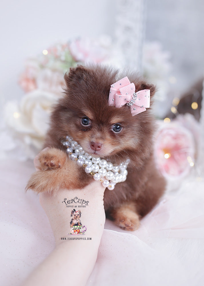 Pomeranian #341 - DEPOSIT ONLY