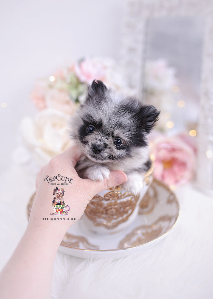 Pomeranian #346 - DEPOSIT ONLY