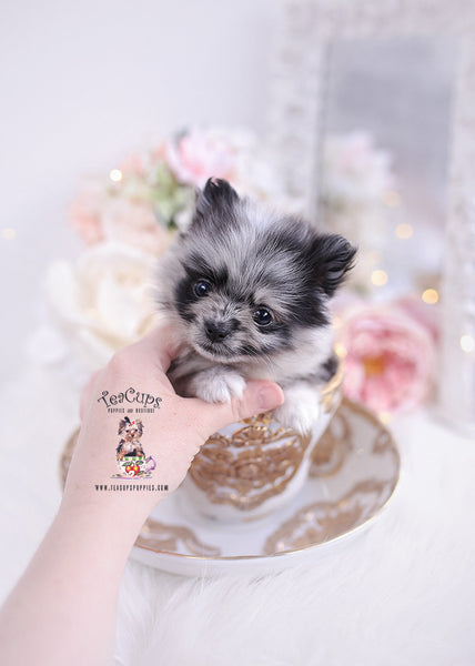 Dog Breeds Free Pomeranian Puppies Near Me Teacup Puppies Teacup