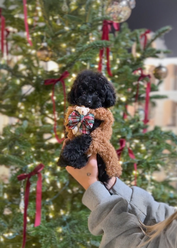 Poodle #294 DEPOSIT ONLY