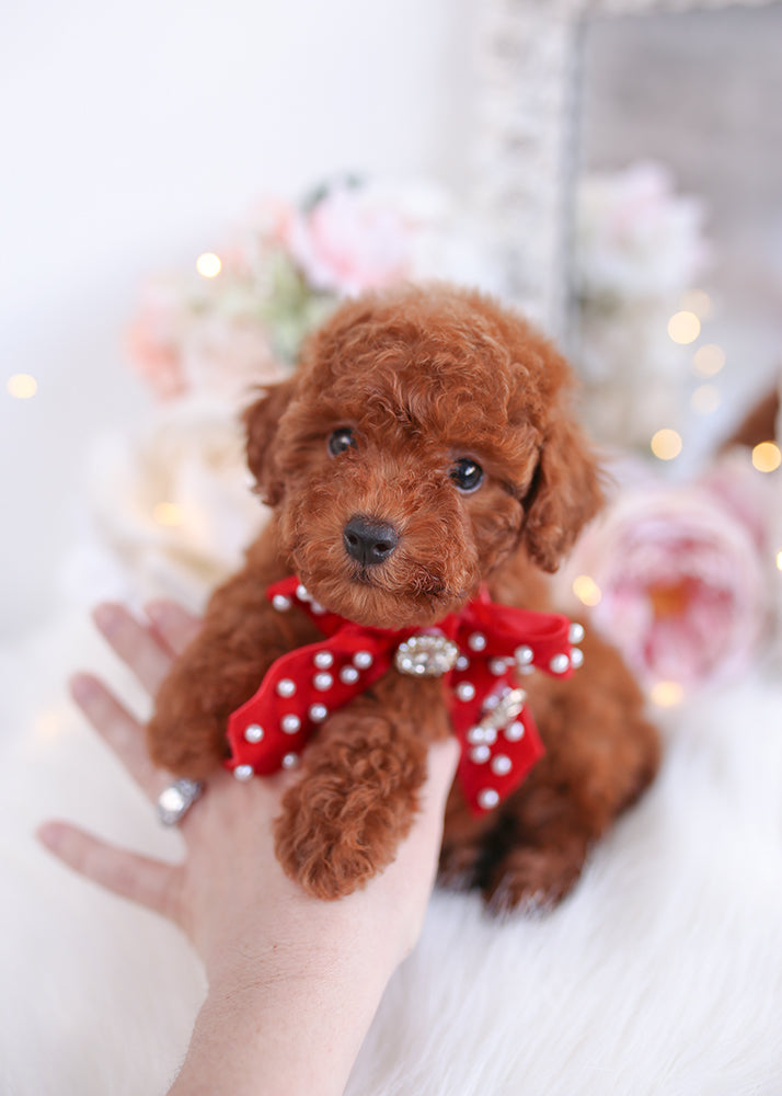 Poodle #338 - DEPOSIT ONLY