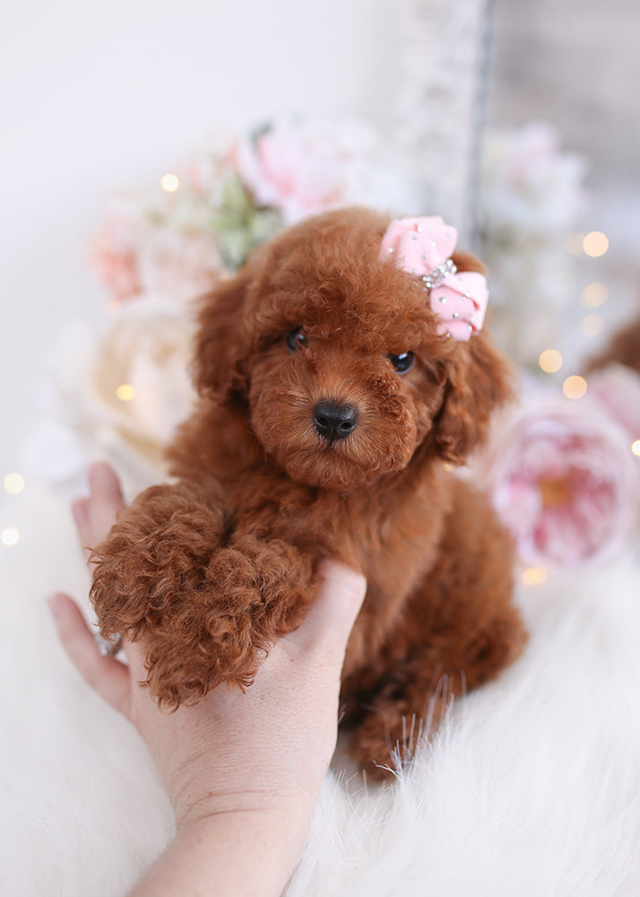 Poodle #339 - DEPOSIT ONLY