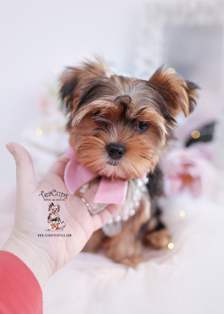 Yorkie #287 - DEPOSIT ONLY