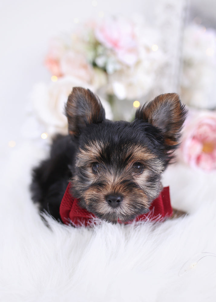 Yorkie #309 - DEPOSIT ONLY