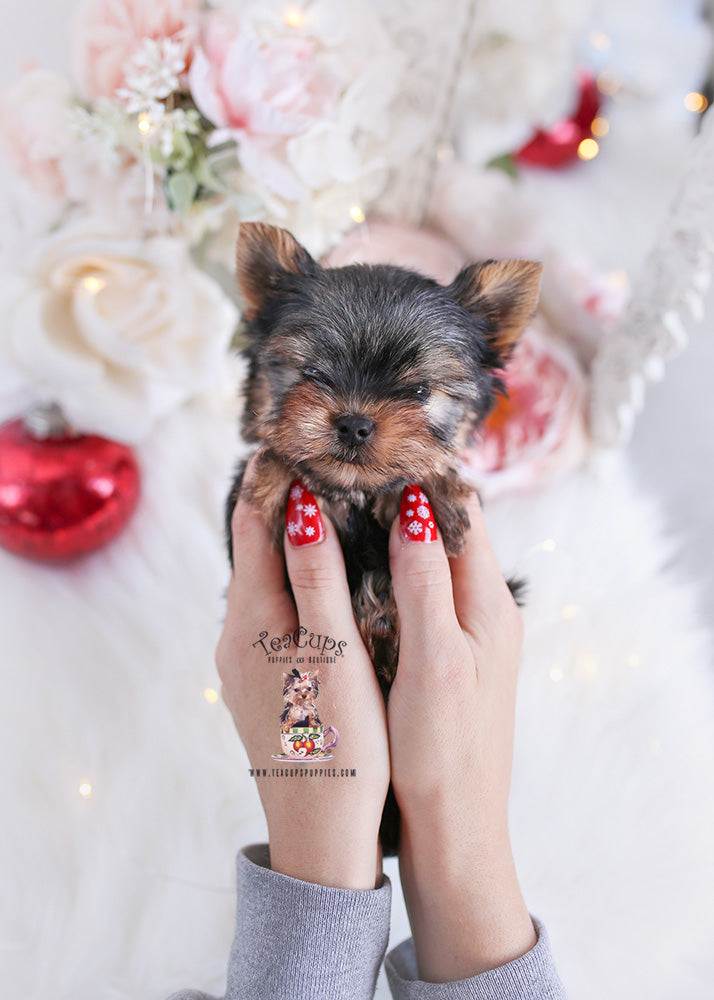Yorkie #335 DEPOSIT ONLY – TeaCups, Puppies Boutique