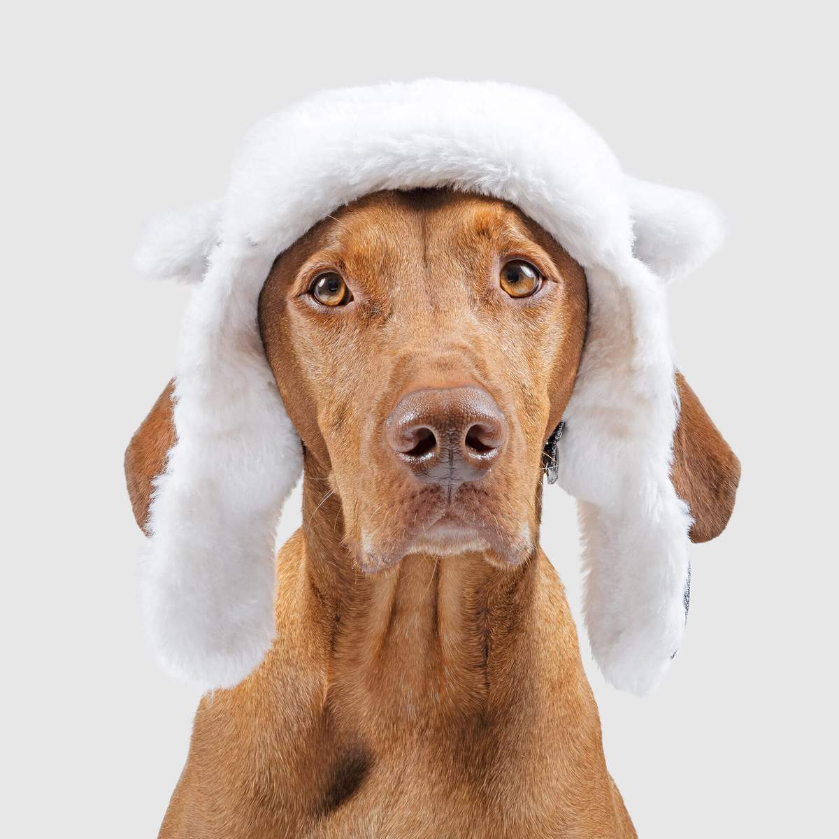 Arctic Air Dog Hat