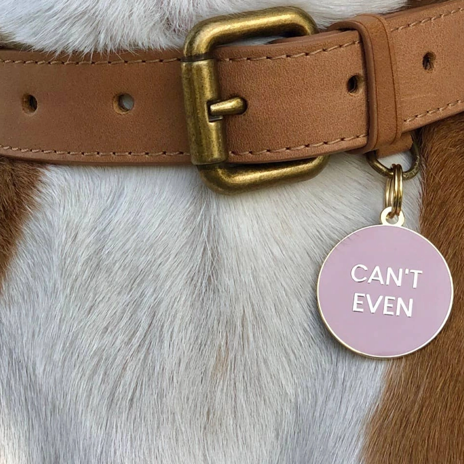 Dog wearing Cant Even Pet ID Tag