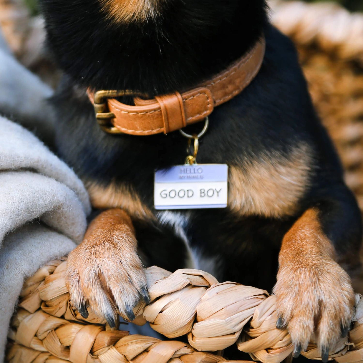Dog wearing Good Boy Pet ID Tag