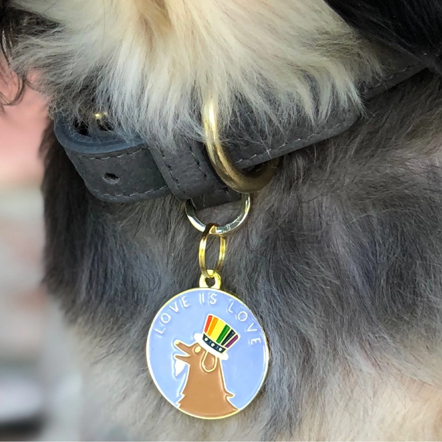 Dog wearing Love is Love Pet ID Tag