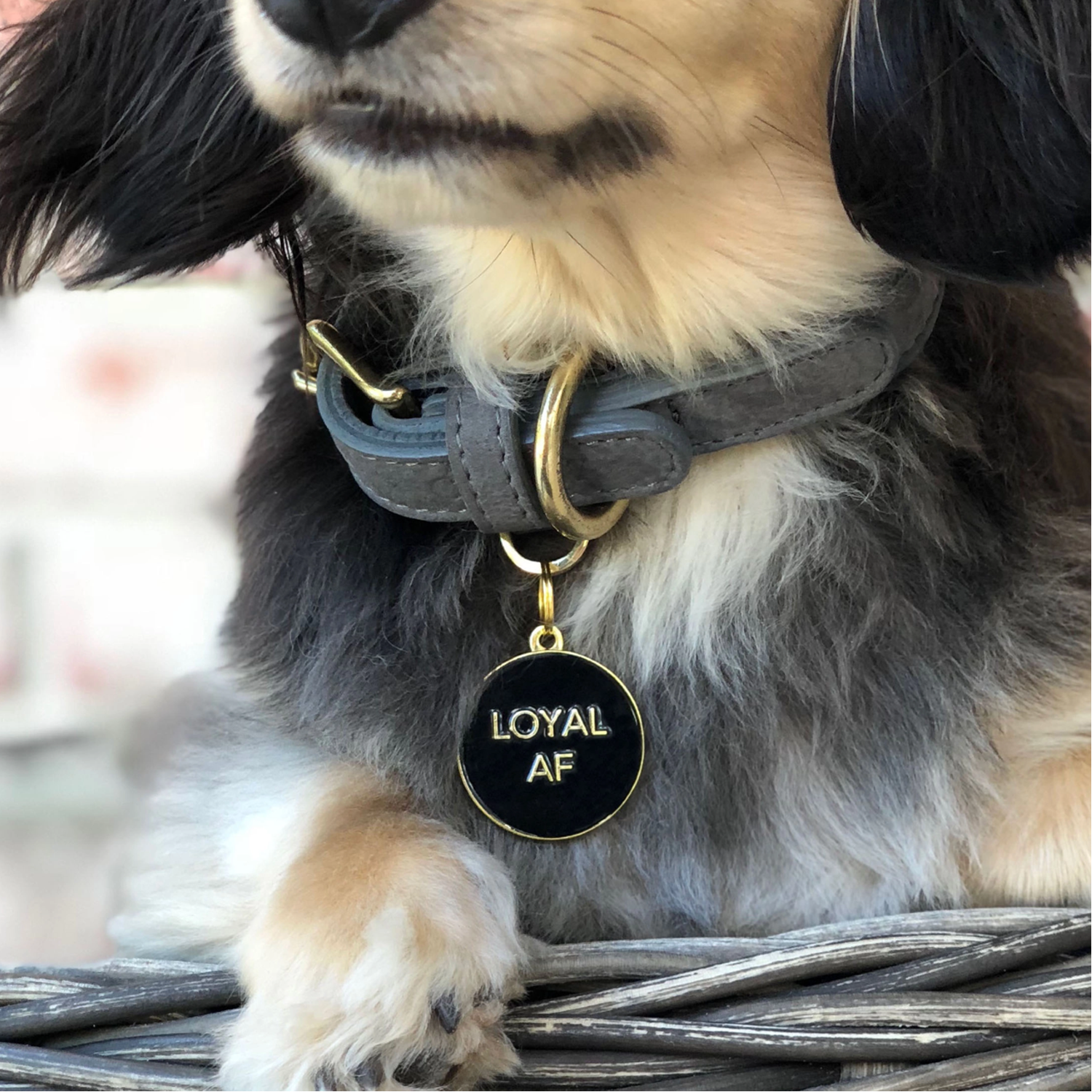 Dog wearing black Loyal AF Pet ID Tag
