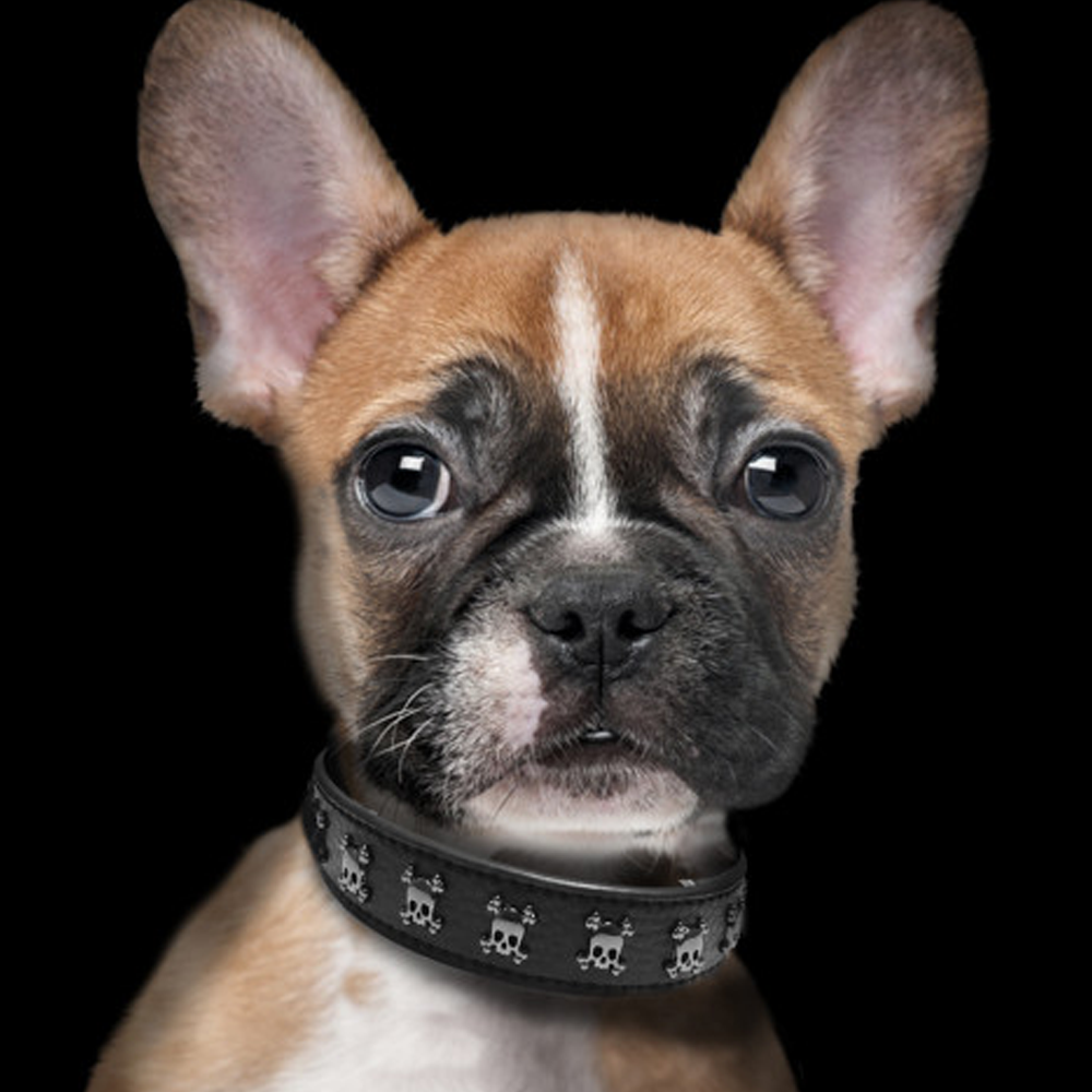 Pet Boutique - Dog Collar - Calavera Skull Dog Collar by Milk & Pepper
