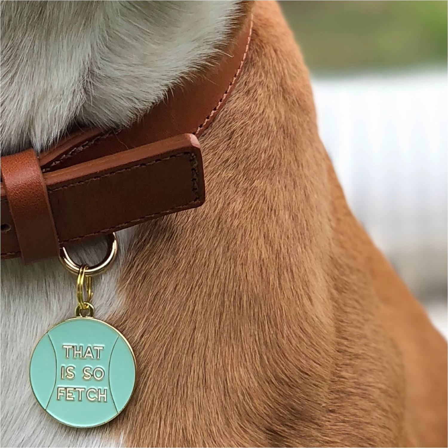 Dog wearing That is So Fetch Pet ID Tag