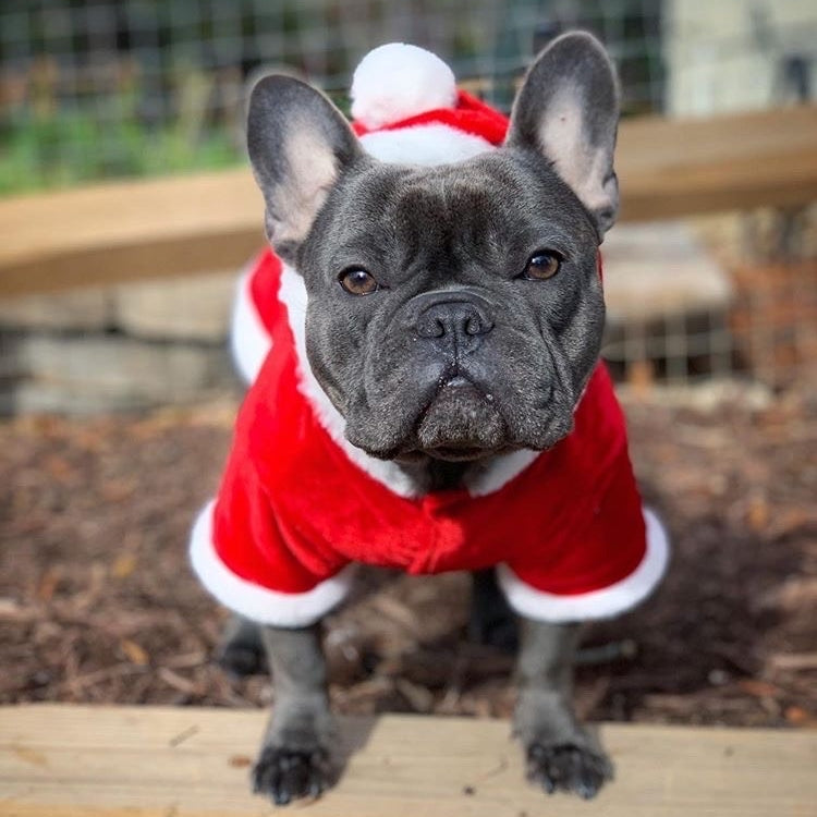 Santa's Suede Dog Hoodie Christmas Holiday