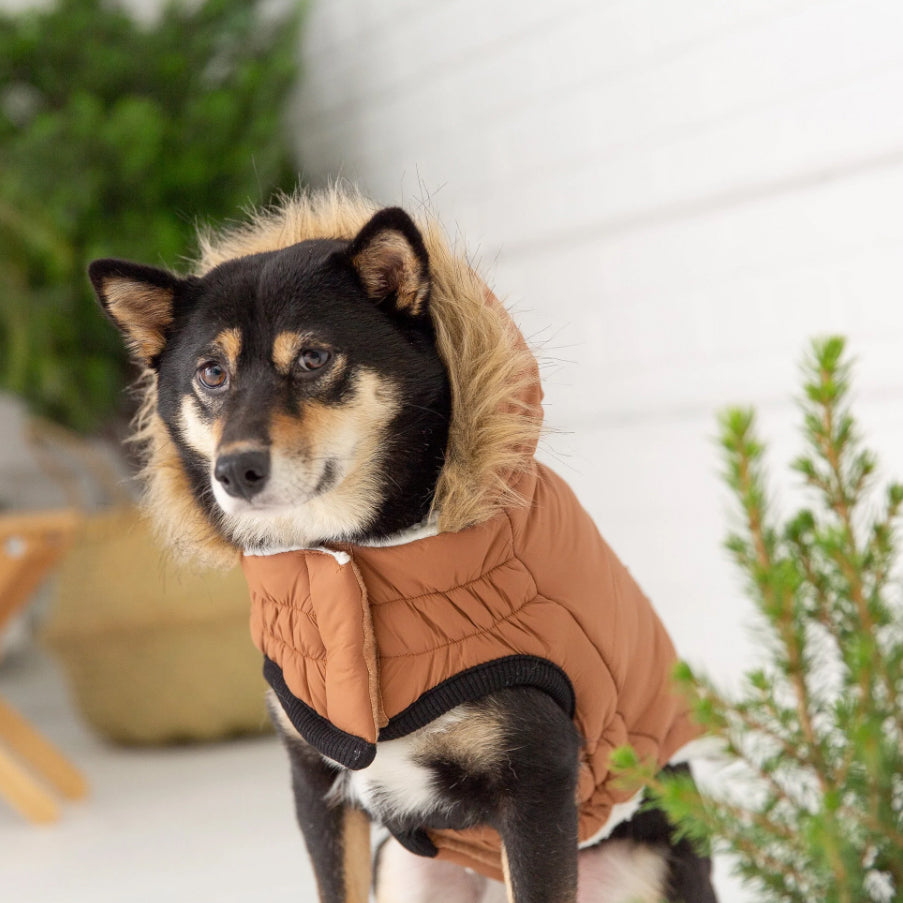 Urban Parka Dog Coat